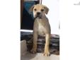 Price: $1000
This advertiser is not a subscribing member and asks that you upgrade to view the complete puppy profile for this South African Boerboel, and to view contact information for the advertiser. Upgrade today to receive unlimited access to