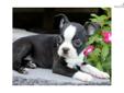 Price: $550
This advertiser is not a subscribing member and asks that you upgrade to view the complete puppy profile for this Boston Terrier, and to view contact information for the advertiser. Upgrade today to receive unlimited access to NextDayPets.com.