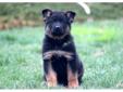 Price: $650
This German Shepherd puppy is very social and is family raised with children. He is a fun-loving puppy who will make a great addition to your family. He is AKC registered, vet checked, vaccinated, wormed and comes with a 1 year genetic health
