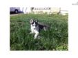 Price: $800
This advertiser is not a subscribing member and asks that you upgrade to view the complete puppy profile for this Siberian Husky, and to view contact information for the advertiser. Upgrade today to receive unlimited access to NextDayPets.com.