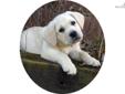 Price: $1500
This advertiser is not a subscribing member and asks that you upgrade to view the complete puppy profile for this Labrador Retriever, and to view contact information for the advertiser. Upgrade today to receive unlimited access to