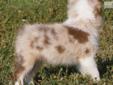 Price: $800
Koby is a nice little red merle male. He will mature to a toy. At 5 weeks he weighed 1.4 pounds. Koby has 2 beautiful blue eyes His sire is Beau, an 11" red tri with amber eyes. His dam is a 10" blue merle with blue eyes. He will be ready for