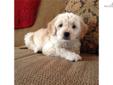 Price: $1300
This advertiser is not a subscribing member and asks that you upgrade to view the complete puppy profile for this Goldendoodle, and to view contact information for the advertiser. Upgrade today to receive unlimited access to NextDayPets.com.