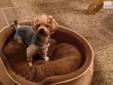 Price: $1200
This advertiser is not a subscribing member and asks that you upgrade to view the complete puppy profile for this Yorkshire Terrier - Yorkie, and to view contact information for the advertiser. Upgrade today to receive unlimited access to