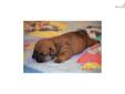 Price: $2200
This advertiser is not a subscribing member and asks that you upgrade to view the complete puppy profile for this English Bulldog, and to view contact information for the advertiser. Upgrade today to receive unlimited access to