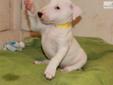 Price: $1800
This advertiser is not a subscribing member and asks that you upgrade to view the complete puppy profile for this Bull Terrier, and to view contact information for the advertiser. Upgrade today to receive unlimited access to NextDayPets.com.