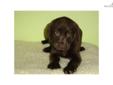 Price: $780
EMPIRE PUPPIES CURRENTLY HAVE LAB PUPPY FOR $780 FEE. 8 WEEKS OLD, GOT SHOTS UTD, PAPER,DEWORMED, ALSO PROVIDE HEALTH GUARANTEE. FOR MORE PUPPIES, PLEASE VISIT OUR WEBSITE AT WWW.EMPIREPUPPIES.NET OR CALL 718-321-1977. WE ARE LOCATED AT 164-13