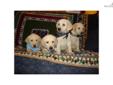 Price: $695
This advertiser is not a subscribing member and asks that you upgrade to view the complete puppy profile for this Labrador Retriever, and to view contact information for the advertiser. Upgrade today to receive unlimited access to