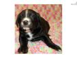 Price: $300
Adorable puppy - Mother is yellow lab and father is Bernese Mountain Dog. Black puppy with white markings. Both parents are papered. Pups will have dew claws removed, be current on their shots and be wormed. Please call with questions