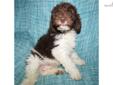 Price: $1500
WE ONLY HAVE 1 MALE LEFT! WE HAVE A LITTER OF AUSTRALIAN CHOCOLATE/WHITE PARTI LABRADOODLE'S BORN 02/02/13 WITH OUR CHOCO/WHT PARTI'S, 26# MINI FULL AUSTRALIAN CHOCO/WHT JUBILEE COOPER & F1B LUCY LOU @ 50#. WE HAVE ALL SIZES FROM 28# TO 45#