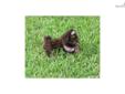 Price: $999
Labradoodle Miniature Petite F1B non shedding coat. She has had two series of shots, parvo and kc vaccinaions, wormers and she is on revolution for flea, tick and heartworm preventative. She comes with a warranty and health certificate,