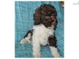 Price: $2200
WE HAVE A LITTER OF MINI AUSTRALIAN CHOCOLATE/WHITE PARTI LABRADOODLE'S DUE 02/10/13 WITH OUR CHOCO/WHT PARTI'S, 26# MINI FULL AUSTRALIAN CHOCO/WHT JUBILEE COOPER & SMILING EMMA @ 26#. THEY WILL HAVE MINI'S SIZES FROM 22# TO 30# M/F