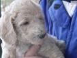 Price: $850
This advertiser is not a subscribing member and asks that you upgrade to view the complete puppy profile for this Labradoodle, and to view contact information for the advertiser. Upgrade today to receive unlimited access to NextDayPets.com.