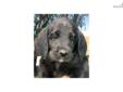 Price: $800
Frankie is a darling Labradoodle boy, with a wavy black coat. He is well socialized and loves to cuddle or play. He is a natural swimmer and clearly enjoys the water. He has met and gets along with cats and other farm animals. He is ready for