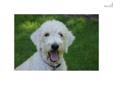 Price: $1400
Parents have wonderful soft fleece coats. Mother is cream and the father is Cafe. The mother is a 5th generation labradoodle and father is a F1B. Both have wonderful temperaments. This litter will available the beginning of March. We are