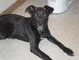 Domino here... Love of Labs newest baby. I am a 4 month old male black lab mix and I must say, I sure am a cutie. I will tell you a little about what I've been doing the past few months. My owners were elderly and had many health problems. Being a puppy,
