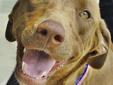 Well hello. My name is Auburn. I am about two years old. My family brought me to the shelter, because they thought I was too active. All I need is a good run or several walks each day and I will be fine! I have all of my vaccinations, I am heartworm