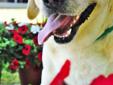 Hi there! I am Darlene. I'm a big friendly girl! You can see in my picture that I am a big blond Labrador retriever mix. I don't know how it happened but I found myself in the parking lot of a busy hospital! I was so confused. There were so many different
