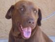 Once you see this handsome 50-pound chocolate Labrador, you will understand why this is currently the most popular breed of dog in the US. Before coming to TBDR, Kona was a stray at the Bainbridge (GA) humane society for nearly two months, and the