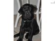 Price: $400
This advertiser is not a subscribing member and asks that you upgrade to view the complete puppy profile for this Labrador Retriever, and to view contact information for the advertiser. Upgrade today to receive unlimited access to
