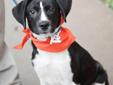 This cute pu is a 4 month old female Lab mix. She is a sweet girl. She is spayed and has received 2 rounds of vaccines. Intake date: 3/22/2012 Lost and stray animals are held at Dekalb Animal Services for five (5) business days in order to give their