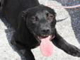 This dog is a young male Lab mix. He is about a year old and weighs about 45-50 pounds. He is shy and not used to walking on a leash but he is sweet. He has a brother here that looks and acts very much like him. Intake date: 3/14/2012 Lost and stray