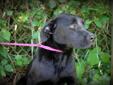 This dog is a female black Lab mix. She is a medium sized dog. She is very shy and needs someone to work with her to help her come out of her shell. Lost and stray animals are held at Dekalb Animal Services for five (5) business days in order to give