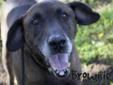 Brownie is a sweet old guy who is looking for a new home as he was turned in as an owner surrender. He loves affection and is just happy to be by your side, he will make someone a nice companion. Even though he is about eleven years old he still has lots