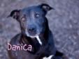 Hello, Danica! She is such a sweet girl! She's a little shy at first, but warms up. She also scored all A's on her testing, so she's good with handling, food and other dogs! She really likes to get attention from people and get rubbed on. She would make a