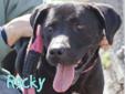 Rocky is a sweet boy who is a little unsure of himself due to his previous living conditions. Once he warms up to you he is a calm and gentle boy who also does well with other dogs although a meet and greet with other dogs in the home is recommended. He