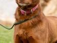 Sweet Molly is a big chocolate kiss! Being a typical chocolate lab she is a very loyal breed, affectionate, eager to learn and ready for lots of attention from her new family. She is good with other dogs and likes kids! She is also housetrained and