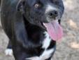 Cara is a sweet and caring lab mix. She was found running around a neighborhood. After searching for her owners, she came here. She is about 2 years old, current on shots, heart worm negative, and has been spayed. She loves her playmate and they love to