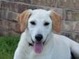 Buddy will be at Best Friends' adoption outreach on Saturday, April 28th from 12-4 at Petco (405-720-2298) at 7001A NW Expressway northeast of Rockwell and NW Expressway. Buddy is an approximately 5 month-old Lab mix. He is incredibly friendly and is