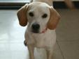Bobby is an one-year-old Beagle and Labrador retriever mix from the country of Taiwan; he currently weighs 37 pounds and looks like a miniature Lab. Six months ago in October when Bobby was about six months old, he was dumped by his owner at a