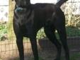 Shadow is An Amazing 2 year old Black Lab. He was surrendered to a shelter because they could no longer care for him. We stepped in before his time was up to give this big guy his 2nd chance at life. He is about 75 lbs, house broken, crate trained, good