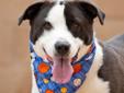 I'm a very social and out-going dog that just needs somebody to love. If you are looking for a sweet dog that will stick by your side through thick and thin, then look no further because you have found him! I may not be an appropriate match for young