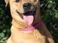 This dog is a cute and happy mixed breed. She may possibly be a Lab/Chow mix but we don't really know. She is about 1-2 years old and weighs about 40 pounds. She has tested positive for heartworms and must be adopted or rescued by someone willing to have