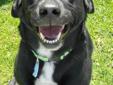 *** All pet adoptions require an approved application for adoption to be filled out in-person by the prospective adopter! There is NO online application available. Please stop into the Humane Society to meet this pet! *** NAME: Jeb BREED:Lab Mix