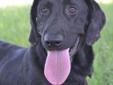 Hello, I'm Flaps! I can tell you that I really enjoy playing! Playing is pools is one of my favoritest things to do! Also, I love to get attention and love from people. Please feel free to take me on long walks and to teach me new tricks and commands. I