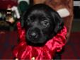 Price: $450
This advertiser is not a subscribing member and asks that you upgrade to view the complete puppy profile for this Labrador Retriever, and to view contact information for the advertiser. Upgrade today to receive unlimited access to