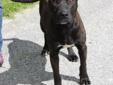 This dog is an adult male Lab/Terrier mix. Intake date: 3/8/2012 Lost and stray animals are held at Dekalb Animal Services for five (5) business days in order to give their owners a chance to reclaim them. After that time period, adoptable animals are