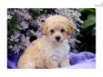 Price: $550
This adorable Mini Poodle puppy has lots of love to give. She is ACA registered, vet checked, vaccinated, wormed and comes with a 1 year genetic health guarantee. She is a spunky puppy who is well socialized. Please contact us for more
