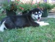 Price: $900
This advertiser is not a subscribing member and asks that you upgrade to view the complete puppy profile for this Alaskan Malamute, and to view contact information for the advertiser. Upgrade today to receive unlimited access to