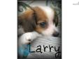 Price: $500
This little man is ready to get to his home, he is ckc registered, microchipped and current on his vaccinations, Larry is weighing a bit over 4 lbs. He's a tiny little one. Papillions are intelligent and obedient which makes training fairly