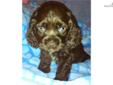 Price: $550
LARRY is a chocolate with white marking on his chest & feet, a male American Cocker Spaniel. He loves to play with kids & his litter mates. He well be current on shots & worming, shipping is available at extra cost. You can visit our website