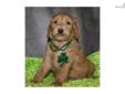 Price: $800
Our sweet doodles are our treasure!! We are proudly owned by three goldendoodles who are charming, smart, people-loving and very sociable, but best of all they are awesome friends and great therapy dogs. They have excelled in the puppy