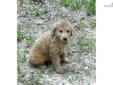 Price: $1250
Meet Lauren. She?s a sweet F1b Labradoodle. Bring adventure into your life with this daring little gal! Lauren can be shipped if needed to most major airports for a fee of $325, which will get her home to you up to date on her vaccinations