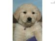 Price: $1250
This advertiser is not a subscribing member and asks that you upgrade to view the complete puppy profile for this Golden Retriever, and to view contact information for the advertiser. Upgrade today to receive unlimited access to