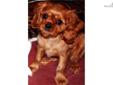 Price: $1000
This advertiser is not a subscribing member and asks that you upgrade to view the complete puppy profile for this Cavalier King Charles Spaniel, and to view contact information for the advertiser. Upgrade today to receive unlimited access to