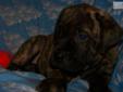 Price: $800
This advertiser is not a subscribing member and asks that you upgrade to view the complete puppy profile for this Bullmastiff, and to view contact information for the advertiser. Upgrade today to receive unlimited access to NextDayPets.com.